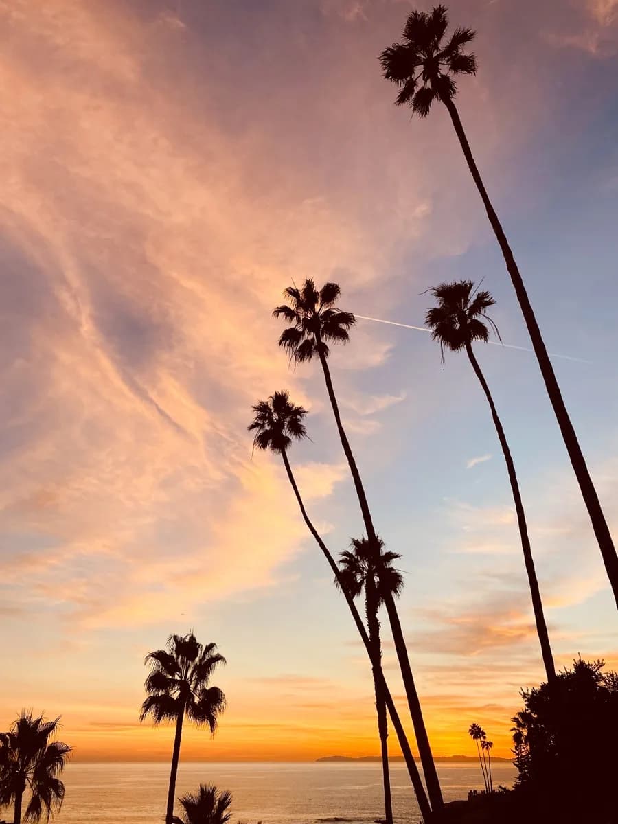 Palm silhouettes at sunset